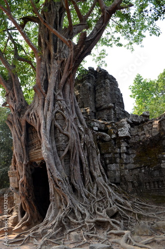 Roots of an old tree growing at the entrance of a temple in angkor wat arqueological park photo