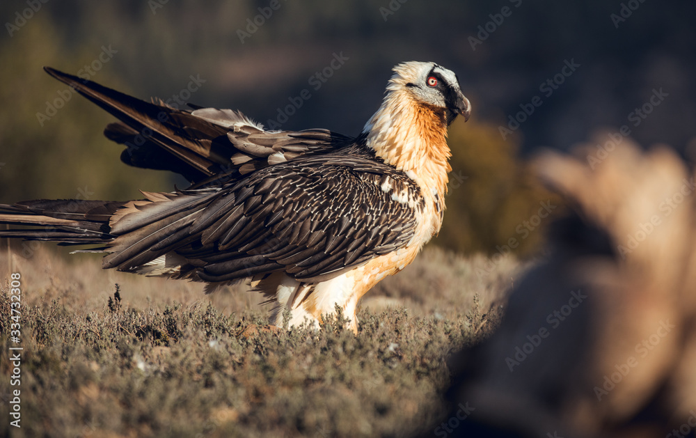 Obraz premium Bearded Vulture, Gypaetus barbatus, detail portrait of rare mountain bird
