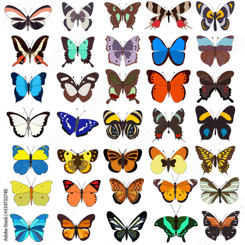vector, isolated, set butterflies collection