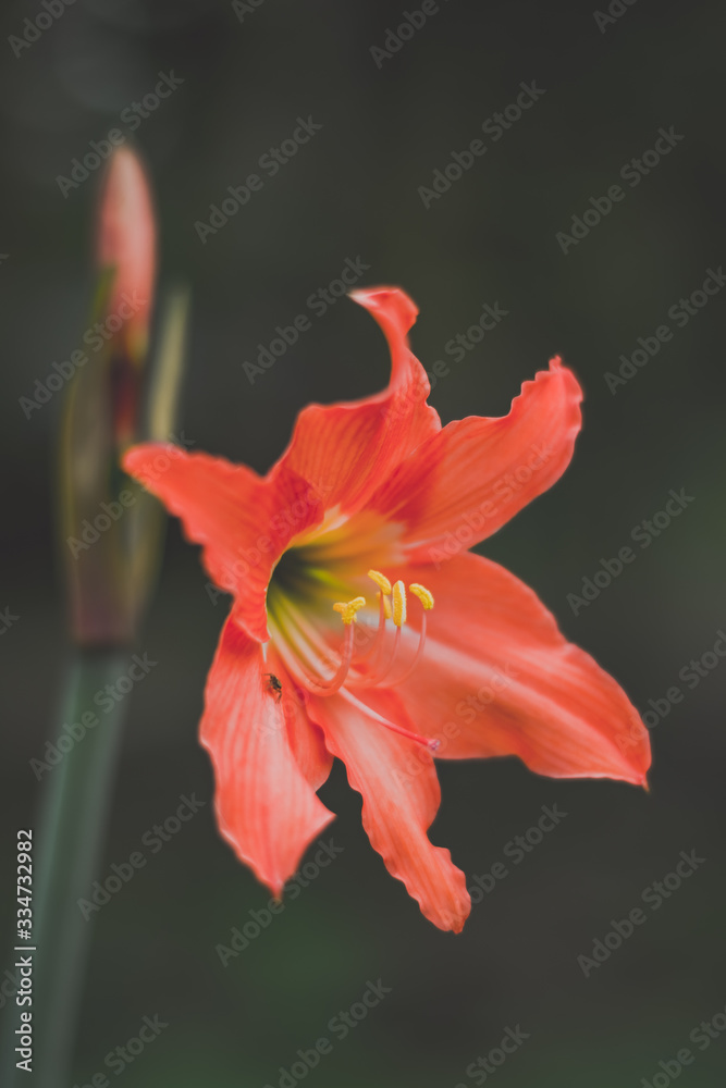Fototapeta premium red flower on black background