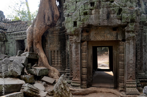 The nature invades the khmer arquitecture of Angkor Wat Temples