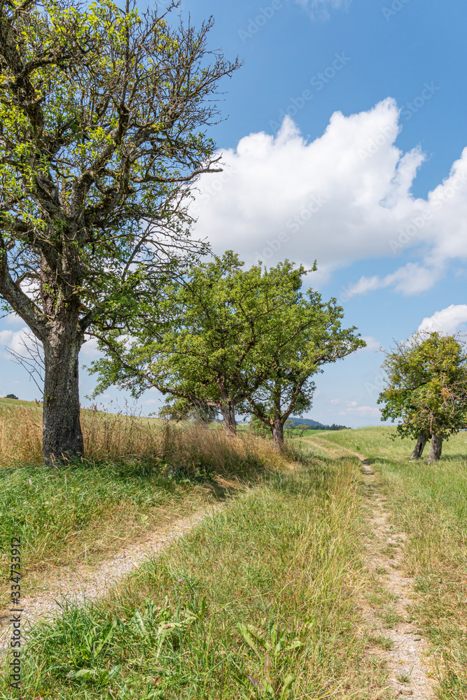 Wanderweg entlang von Bäumen und Feldern im Sommer Wanderweg entlang von Bäumen und Feldern im Sommer