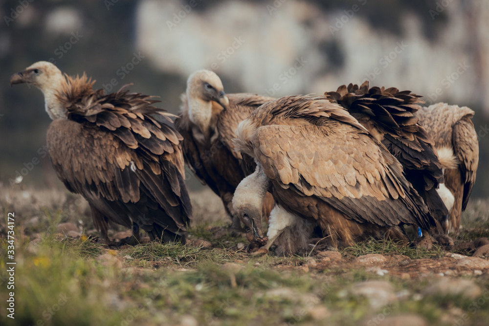 Group Vultures, interacting and eating bones in mountains at sunrise in Spain Group Vultures, interacting and eating bones in mountains at sunrise in Spain