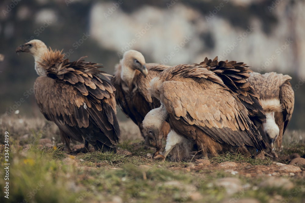Group Vultures, interacting and eating bones in mountains at sunrise in Spain Group Vultures, interacting and eating bones in mountains at sunrise in Spain