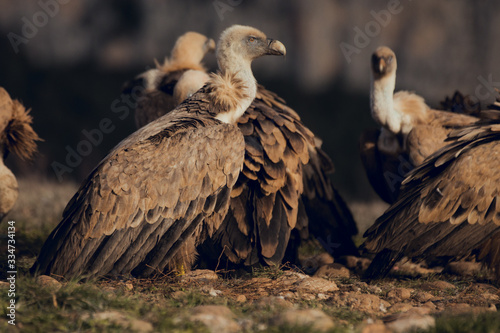 Group of Vultures  in mountains at sunrise in Spain