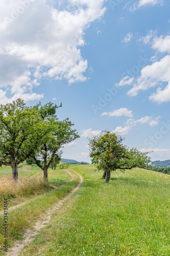 Wanderweg entlang von Bäumen und Feldern im Sommer