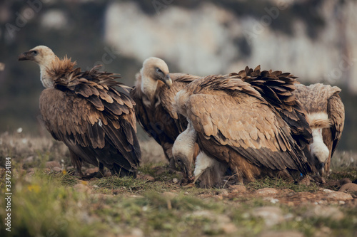 Group Vultures  interacting and eating bones in mountains at sunrise in Spain