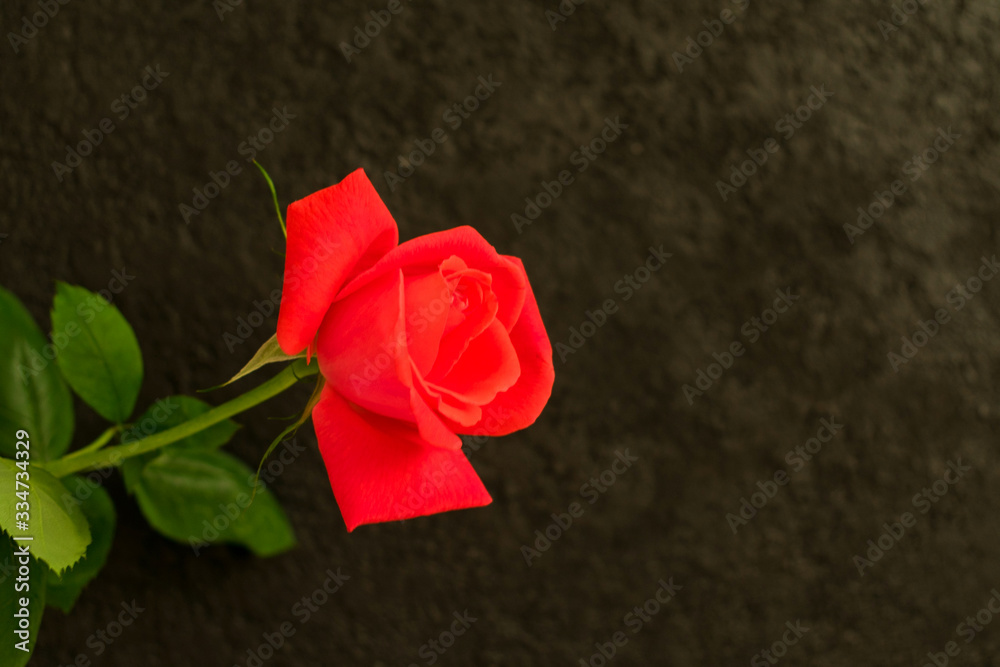 One red rose on a black background. Copy space.