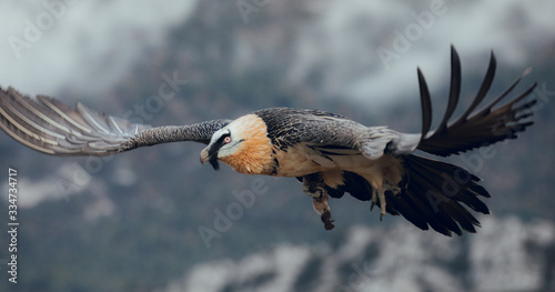 Bearded Vulture or Lammergeier, Gypaetus barbatus, flying bird on the rock mountain. Rare mountain bird, fly in winter, animal in stone habitat, with food on legs photo