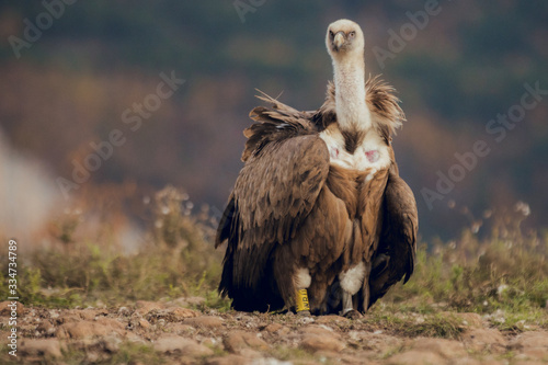 The Cinereous Vulture is a largely solitary bird  being found alone or in pairs much more frequently than most other Old World vultures.