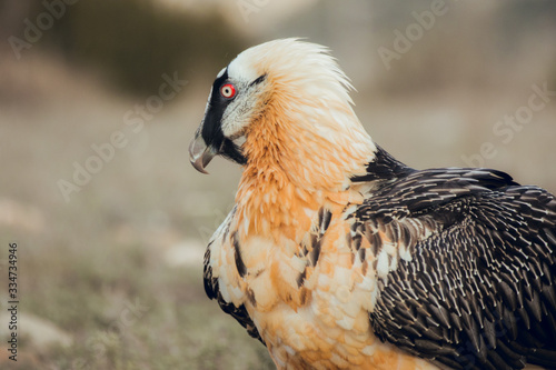 bearded vulture portrait of rare mountain bird, eating bones photo