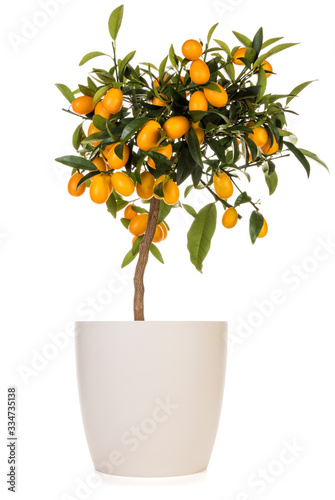 Kumquat  tree in flower pot on white background photo
