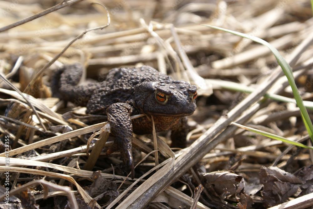 Fototapeta premium A dark brown toad with orange eyes
