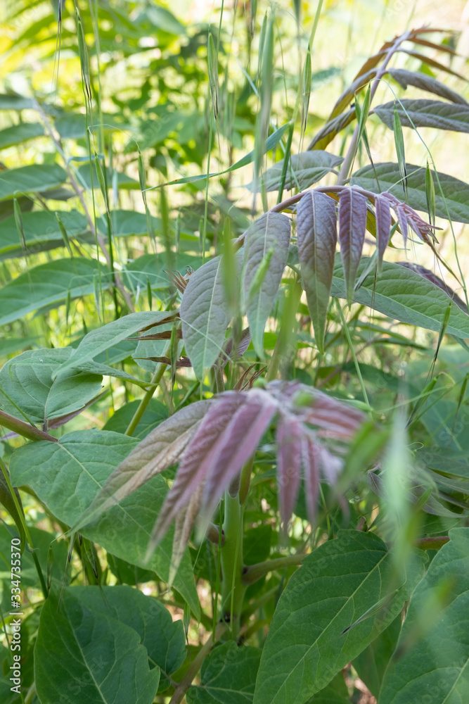 Fototapeta premium Tree of heaven grows in the forest