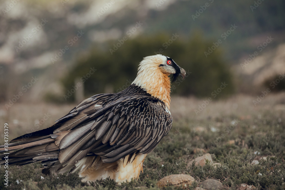 bearded vulture portrait of rare mountain bird