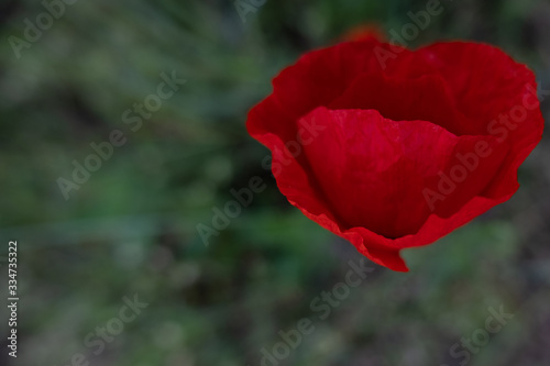 Poppy flower head