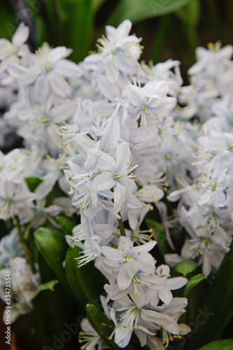 Crucuses. First spring flower blossom, close up photo