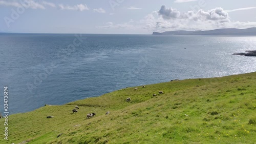 Pascolo nelle isole Faroe
