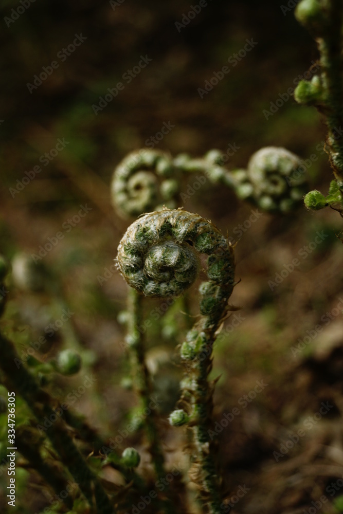 fern in the forest fern in the forest