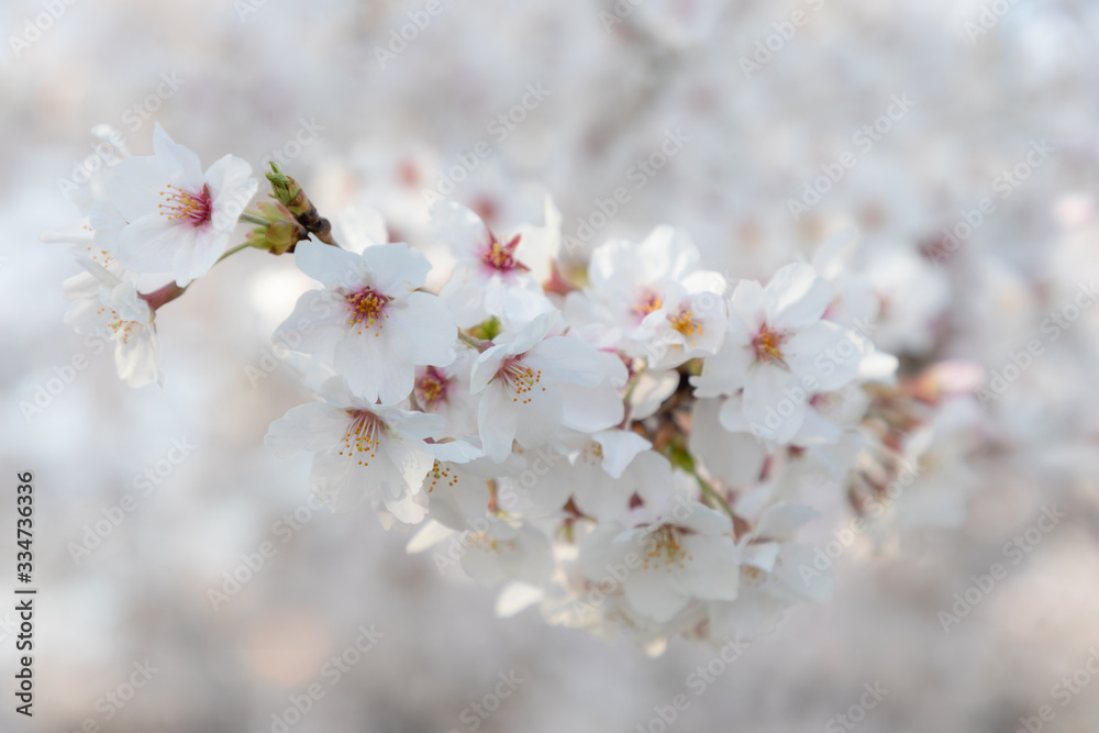 桜の花　背景素材