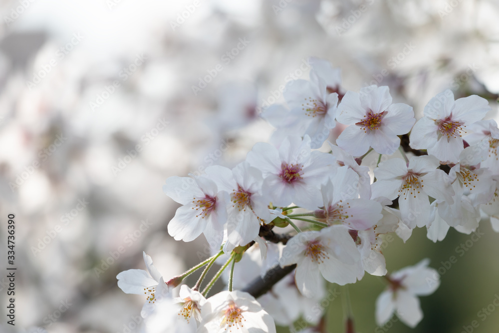 桜の花　背景素材