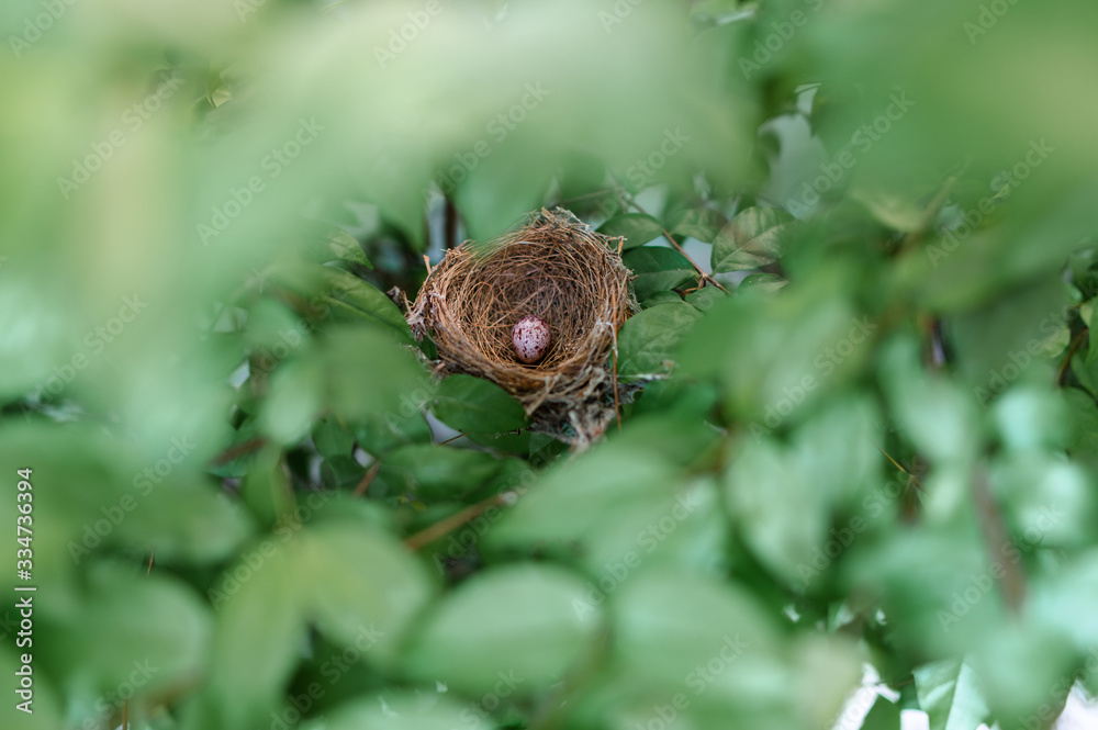 Small bird eggs In the green tree Small bird eggs In the green tree