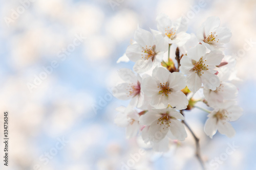 桜の花 背景素材