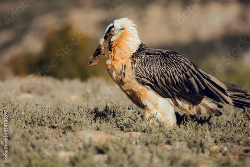 bearded vulture portrait of rare mountain bird in Spain