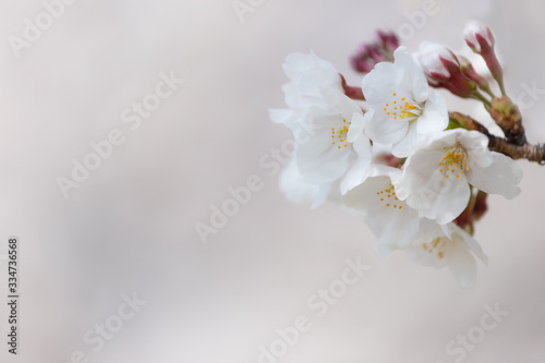 Fototapeta Naklejka Na Ścianę i Meble -  桜の花　背景素材