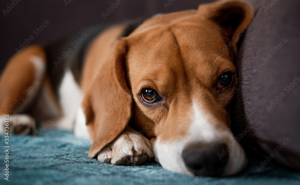 beagle sits at home