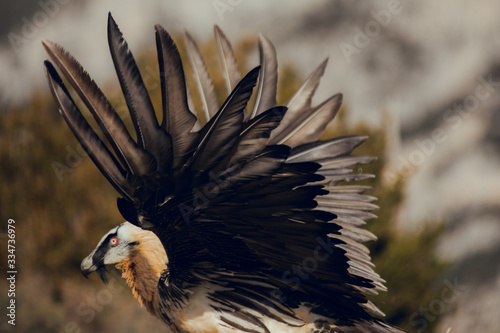 Bearded Vulture, Gypaetus barbatus, detail portrait of rare mountain bird, eating bones, with vultures, animal in stone habitat, mountains in the Pyrenees, Spain. Rapacious photo