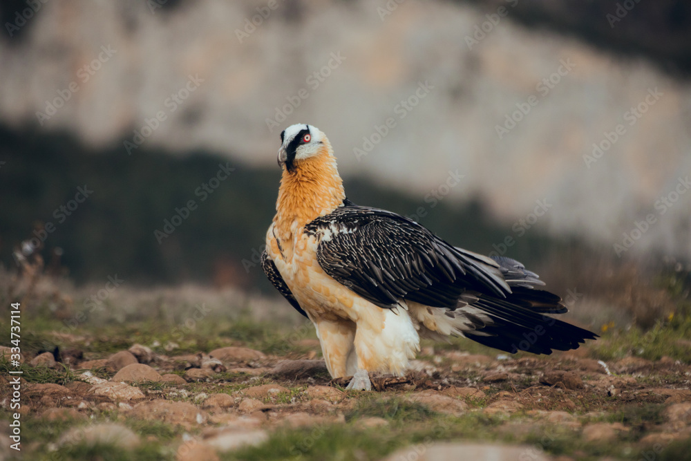 Fototapeta premium bearded vulture portrait in Spain