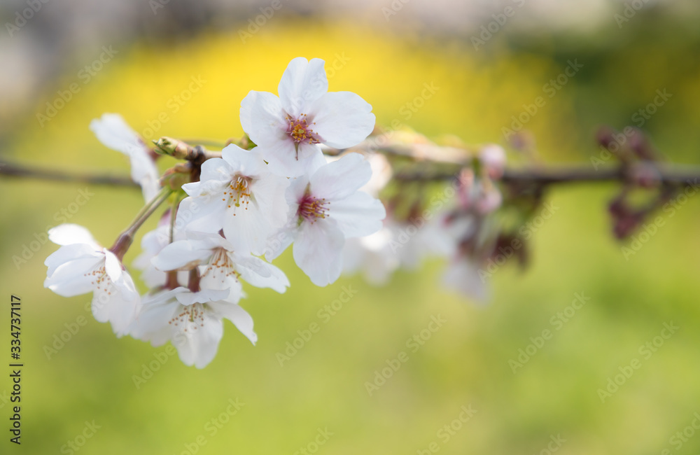 Obraz premium 桜と菜の花