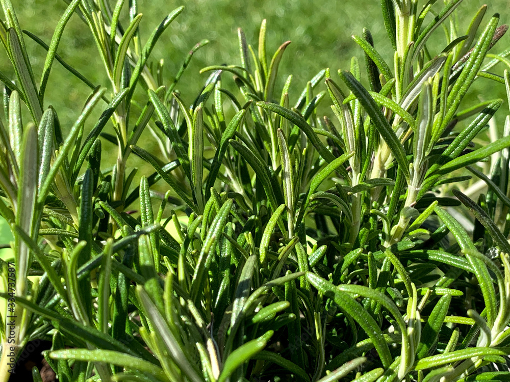 Rosmarin, (Rosmarinus officinalis), Kräutergarten Rosmarin, (Rosmarinus officinalis), Kräutergarten