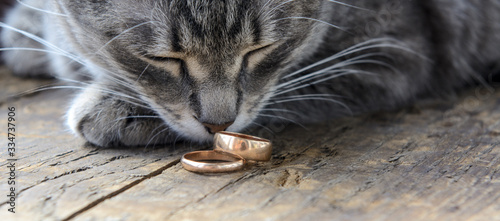 On the old board are two gold wedding rings. A cat tilted its face over the rings. Concept - Betrothal, Pet