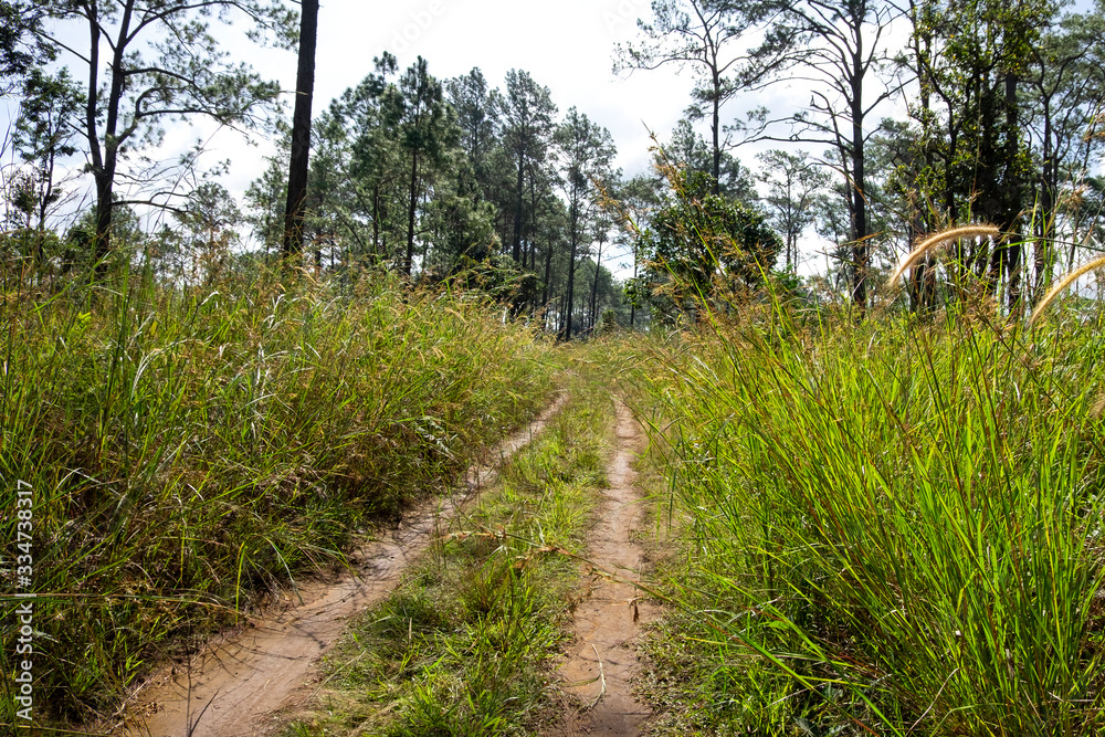 Roads and pine trees in Thung Salaeng Luang forest