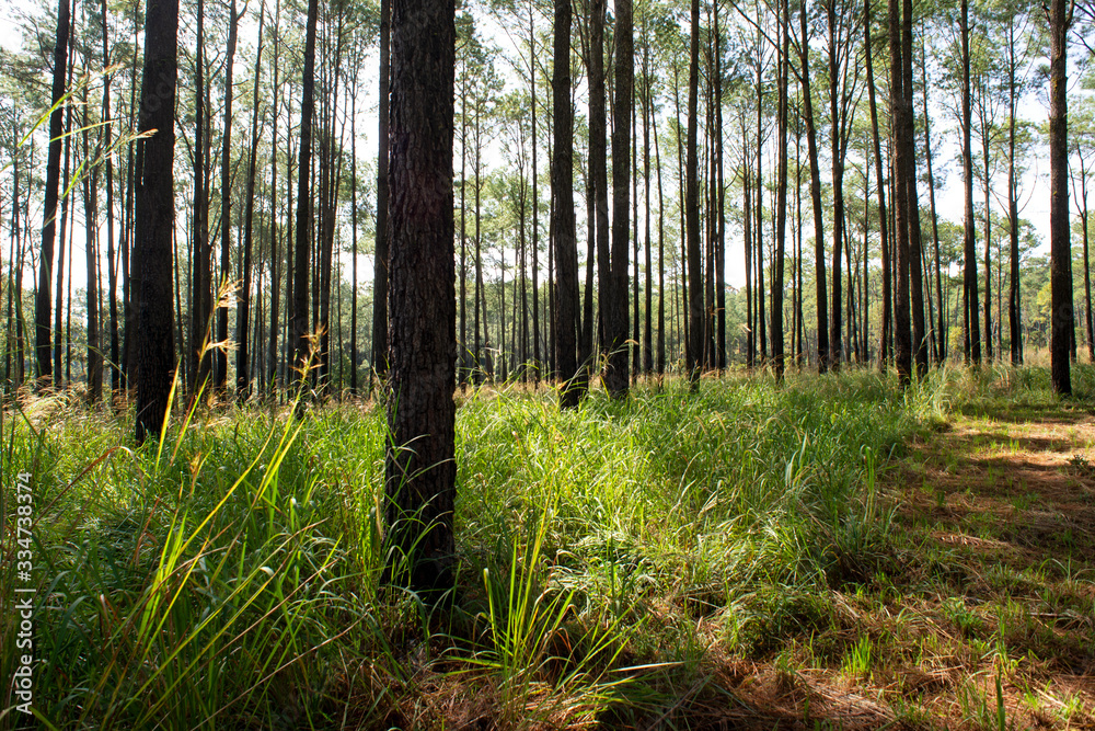 Obraz premium Roads and pine trees in Thung Salaeng Luang forest