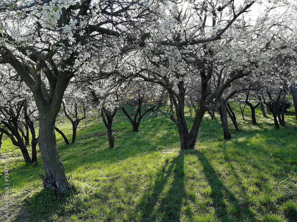 blooming blossoming trees in a park in spring blooming blossoming trees in a park in spring