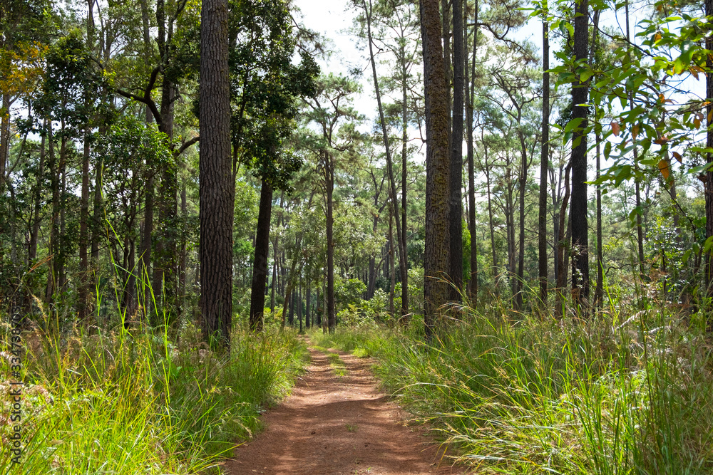 Fototapeta premium Roads and pine trees in Thung Salaeng Luang forest