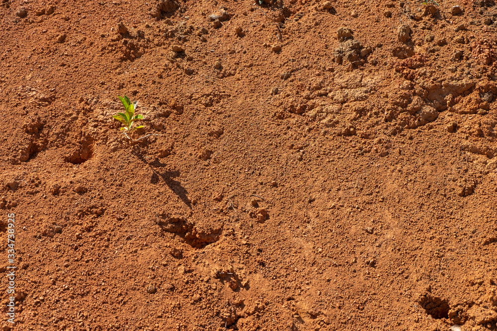 Small trees in the dry soil Small trees in the dry soil