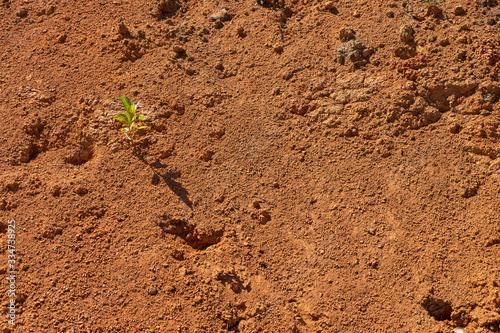 Small trees in the dry soil © anake