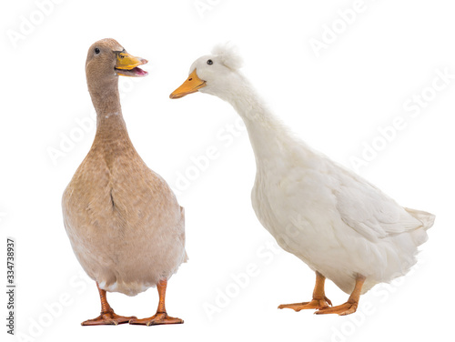 brown duck and white duck isolated on white background