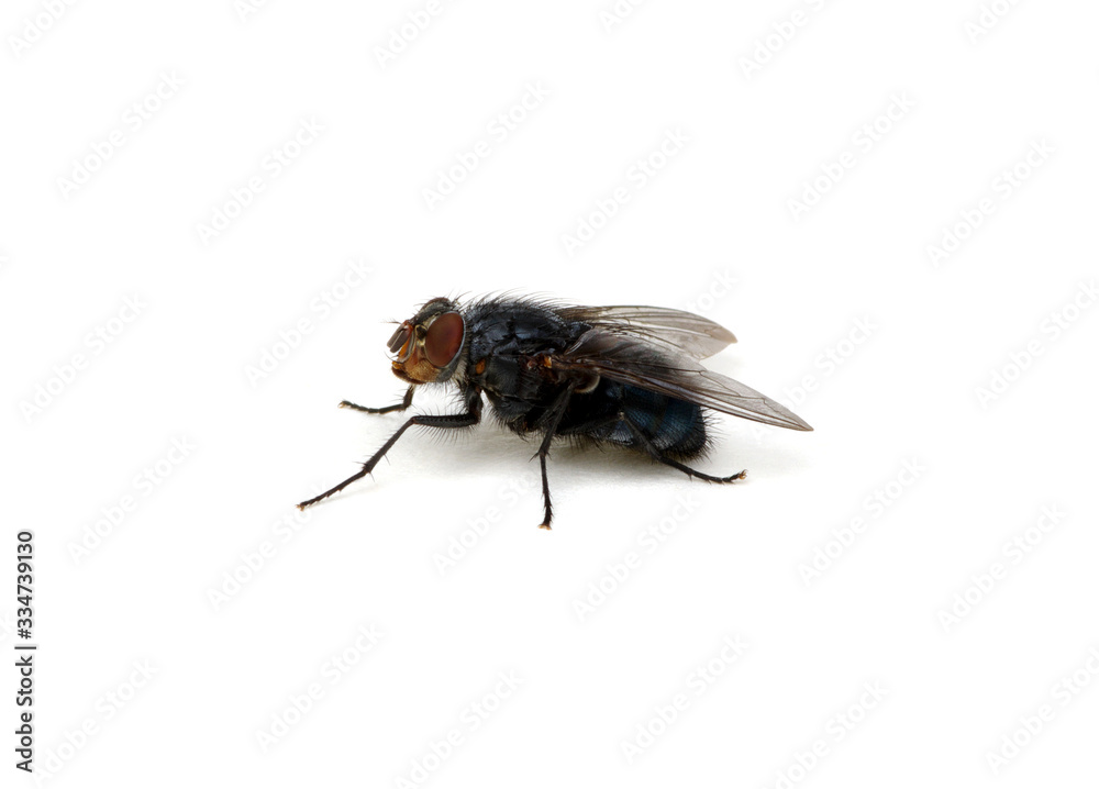 fly isolated on a white