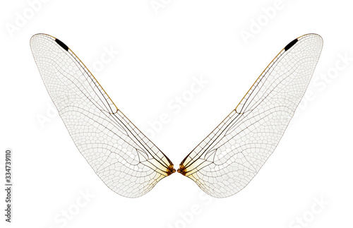 Wings of insect isolated on a white