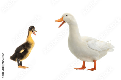Duck and  young ducks on a white background