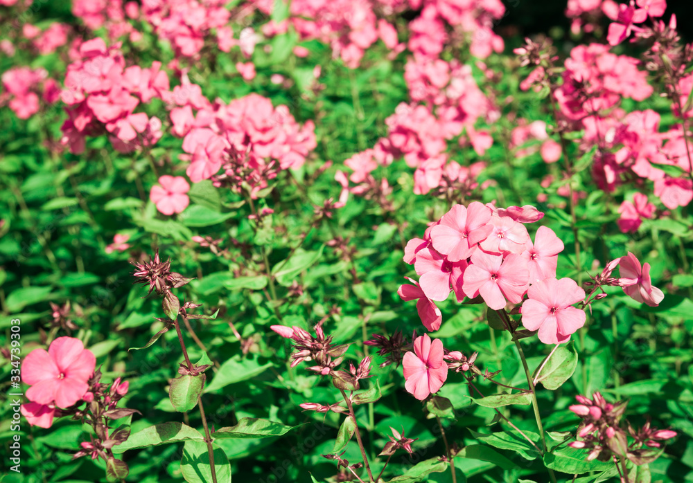 Garden flowers. Pink phlox flowers