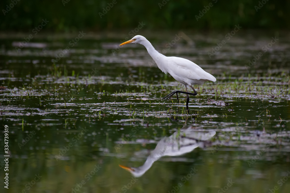 White egret Looking for food in the water White egret Looking for food in the water