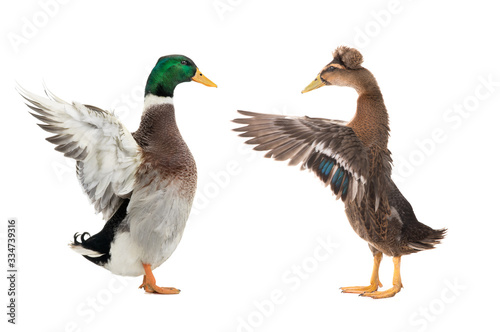 two standing beautiful brown duck with spread wings isolated