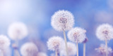 Soft fluffy dandelions in the sunlight on a blue toned background, border. Beautiful spring floral banner. Selective focus.