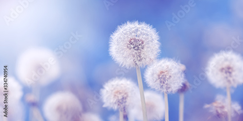 Soft fluffy dandelions in the sunlight on a blue toned background  border. Beautiful spring floral banner. Selective focus.